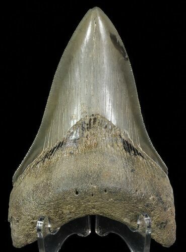 Serrated, Lower Megalodon Tooth - Georgia #69772